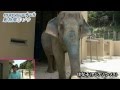 福岡市動物園(5)ゾウ (Fukuoka City Zoological Garden ～elephant～)