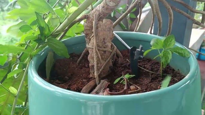 Irrigation Timer Setup: Easy Steps for Perfect Lawn Watering