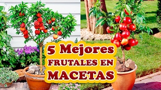 Los 5 Mejores Árboles Frutales para Cultivar en Macetas - Cuidando el Jardín
