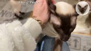 Affection and tenderness are what my cats adore 💖💖💖 oriental cats | affectionate cats | cat family 💖 by Clan of Lumier 99 views 1 month ago 32 seconds