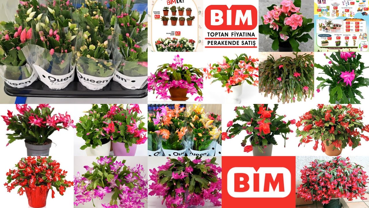 📢BİM MARKET YILBAŞI ÇİÇEĞİ ŞÖLENİ VAR📢 RENGARENK YILDIZ ÇİÇEKLERİ📢 YILBAŞI ÇİÇEĞİ BAKIMI
