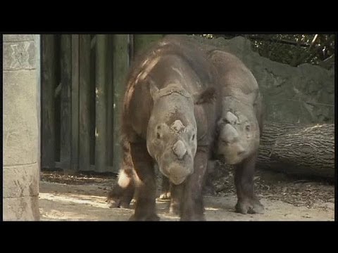 Ответ Красной книге - размножение в неволе - science