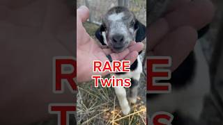 Double trouble. Fascinating world of monozygotic twins #twins #triplets #embryo #flush #goats #kids
