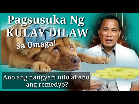 VOMITING DOG || PAGSUSUKA NG KULAY DILAW SA UMAGA || Home Remedy