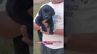 Labrador Puppy – Complete Care & Training Guide 🐶 #shorts #ashishsaxena