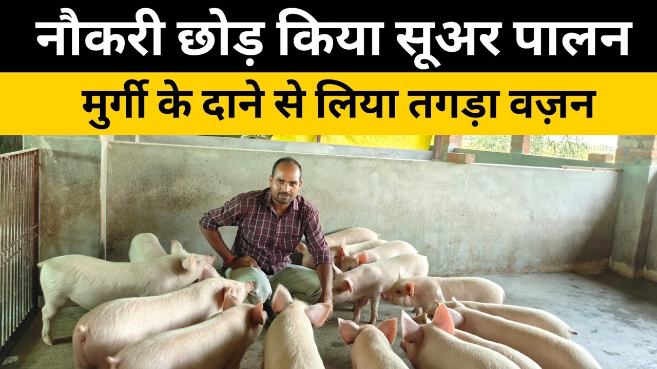 नौकरी छोड़ किया सूअर पालन 10 महीने में लिया तगड़ा फायदा | Pig Farming For beginners 