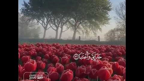 تلاوة جميلة للقرآن الكريم _ القارئ الشبل عمر فاروق