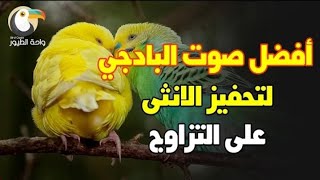 صوت طيور الحب & تحفيز البادجي على التزاوج & صوت تحفيز طيور البادجي البادجي budgies