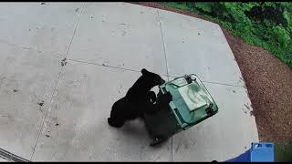 Home Security Camera Shows Bear Discovering BearProof Trash Cans Actually Work