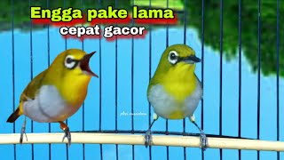 Pancingan‼️Pleci Ngeriwik Kasar ,Bikin Pleci Bustomi Gacor