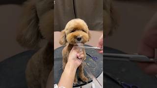 RESCUED cavapoo puppy grooming  #puppy #shortsvideo #dogshorts