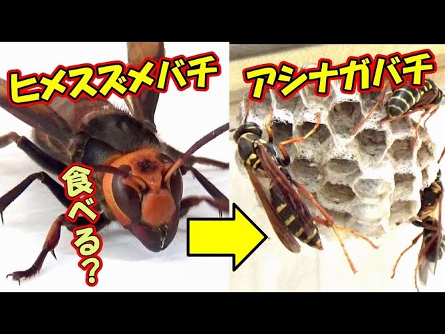 ヒメスズメバチをアシナガバチの巣に突っ込んだ結果 Youtube ヒメスズメバチをアシナガバチの巣に突っ込んだ結果 Youtube