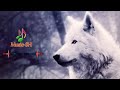 ريمكس استكنان تركي 2020 موسيقى الذئب 360