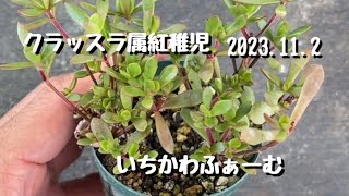 クラッスラ属紅稚児 - YouTube
