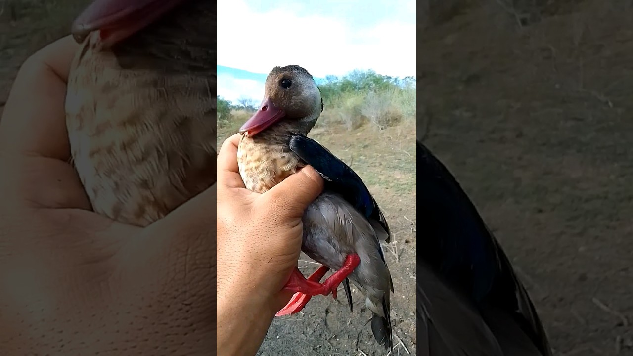 VOCÊ SABE QUE PATO É ESSE? #pato #patos #animal #aves #natureza #shortsfeed