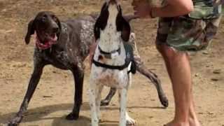 Texas GSP Rescue - Love me like my dog - March 2014