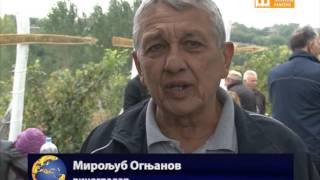 TV Pančevo - Slatka berba, dobro vino u Dolovu