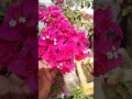 Bougainvillea Plant Summer Hacks | How To Save Bougainvillea Plant In Extreme Summer #bougainvillea