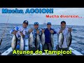 Atunes y mas Atunes - Sashimi -  Accion en el Golfo de Mexico