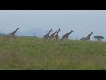 Giraffes at dusk Kidepo
