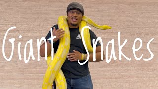 5 Giant Snakes As Good Pets…Or Are They?