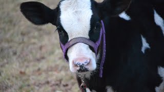 Can he help us get milk? by Highway Homestead 113 views 2 years ago 2 minutes, 45 seconds
