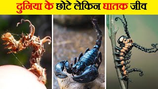 दुनिया के 10 सबसे घातक जीव | 10 Most Deadliest Creatures In The World | Most Dangerous Creatures