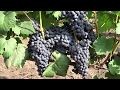 Мускат донской  - красный технический сорт винограда, август 2019, Красохина СИ