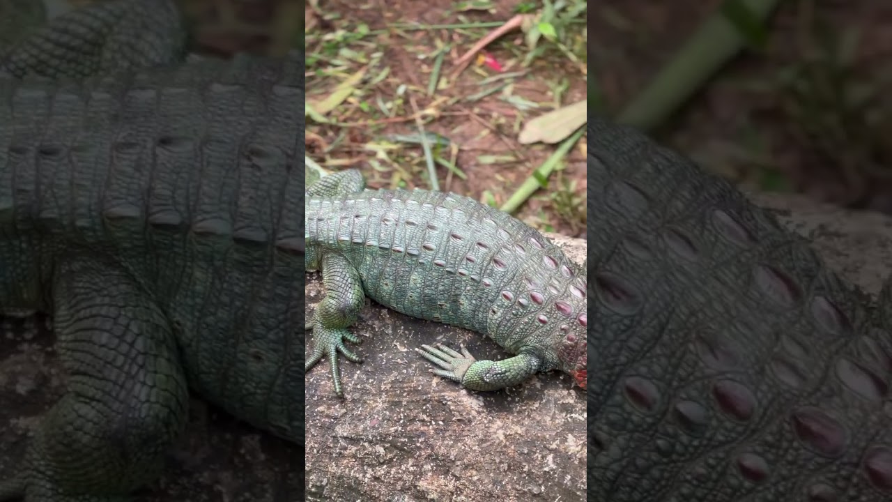 🌿 Immerse yourself in the captivating world of the Caiman Lizard at Reptilandia Costa Rica! 🐊✨