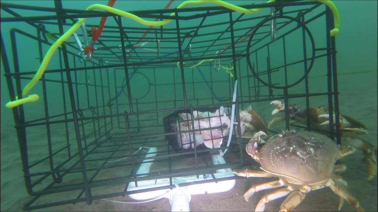 Underwater Gopro In Crab Trap - Unedited 