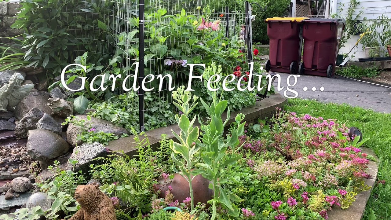 Garden feeding every 2 weeks YouTube