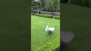 Pavo Real Blanco mas Hermoso 🦚 Most beautiful white peacock #shorts