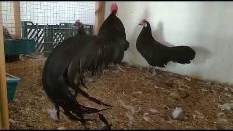 Rare Breed | Phoenix Chickens