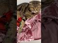 ЦАРИЦА НАБЛЮДАЕТ ЗА ГЛАЖКОЙ 🐯 #матьчесси #cat #красиваякошка #утюг #гладитьвещи #кошка