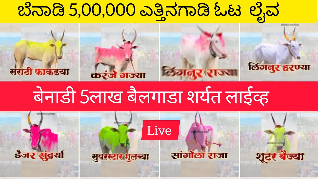 बेनाडी 5लाख बैलगाडा शर्यत प्रमुख पैर | Benadi 5 lakh bailgada sharyat #benadi5lakhbailgadasharyat
