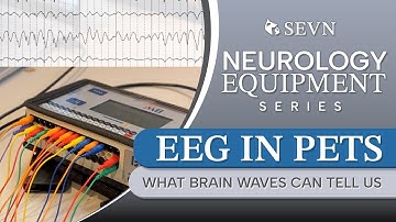 EEG in Pets: What Brain Waves Can Tell Us