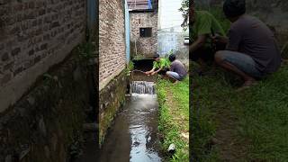 Mancing di Belakang Rumah Sarang Ikan Besar Jebolan Kolam‼️