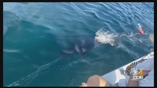Teens Reel In 700-Pound Tuna After 7-Hour Fight Off Maine Coast