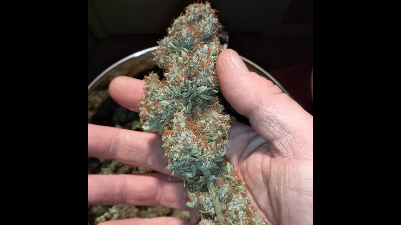 Seedsman zkittles quarter pounder medical marijuana cannabis