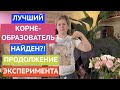 В ПОИСКАХ ЛУЧШЕГО УКОРЕНИТЕЛЯ ЧАСТЬ 2! НОВЫЙ ЭКСПЕРИМЕНТ - НОВЫЕ ФАВОРИТЫ!