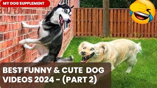 Funny Dog Videos 2024 | Funniest Dog Comedy Compilation of the Year | Funny pet videos