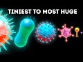 Microbes From Smallest to Largest