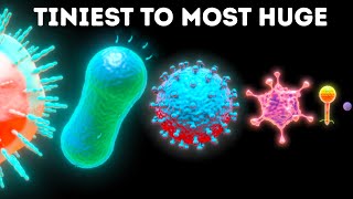 Microbes From Smallest to Largest