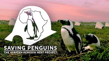 Saving Penguins | The African Penguin Nest Project