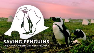Saving Penguins | The African Penguin Nest Project