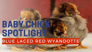 Blue laced red Wyandotte and splash laced red Wyandotte baby chicks | Cackle Hatchery