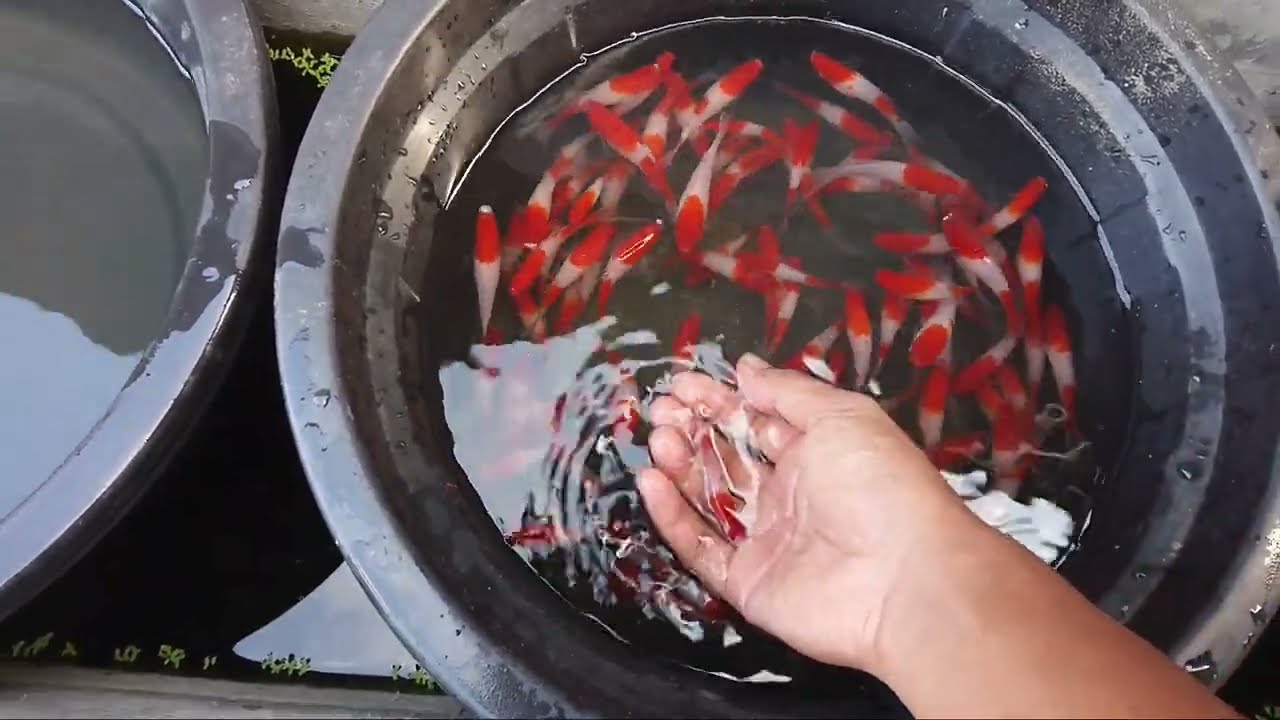 sortir indukan platy kohaku yang siap melahirkan