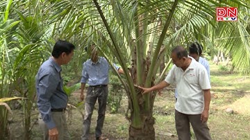 Tiền Giang trồng dừa hữu cơ phục vụ xuất khẩu