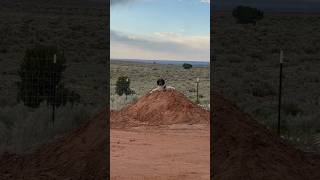 Horus On The Mound 🤣