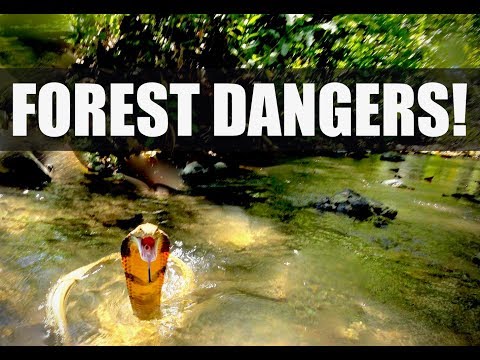 Video: Aké Zvieratá Nebezpečné Pre Turistov Sa Nachádzajú V Thajsku